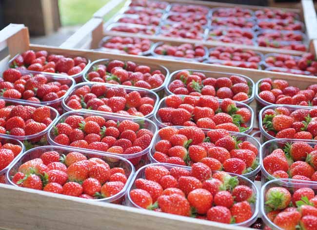 Producteurs de fraises et fruits rouges france dordogne-périgord