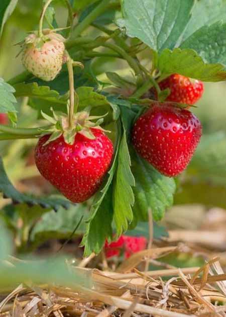 Producteurs de fraises et fruits rouges france dordogne-périgord